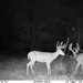 Hanke's Hunts Kansas Game Camera Photo