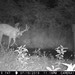 Hanke's Hunts Kansas Game Camera Photo