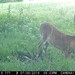 Hanke's Hunts Kansas Game Camera Photo