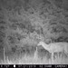 Hanke's Hunts Kansas Game Camera Photo