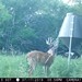 Hanke's Hunts Kansas Game Camera Photo