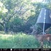 Hanke's Hunts Kansas Game Camera Photo