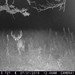 Hanke's Hunts Kansas Game Camera Photo