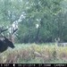 Hanke's Hunts Kansas Game Camera Photo