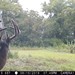 Hanke's Hunts Kansas Game Camera Photo