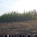 Hanke's Hunts Kansas Game Camera Photo