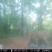 Hanke's Hunts Kansas Game Camera Photo
