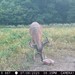 Hanke's Hunts Kansas Game Camera Photo