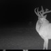 Hanke's Hunts Kansas Game Camera Photo