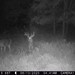 Hanke's Hunts Kansas Game Camera Photo