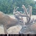 Hanke's Hunts Kansas Game Camera Photo