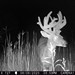 Hanke's Hunts Kansas Game Camera Photo