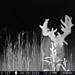 Hanke's Hunts Kansas Game Camera Photo