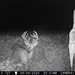 Hanke's Hunts Kansas Game Camera Photo