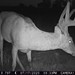 Hanke's Hunts Kansas Game Camera Photo