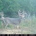 Hanke's Hunts Kansas Game Camera Photo