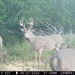 Hanke's Hunts Kansas Game Camera Photo