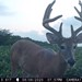 Hanke's Hunts Kansas Game Camera Photo